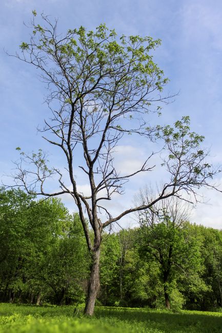 A tall deciduous tree with a relatively thin trunk and sparse, light green foliage on its branches standing in a grassy area. Surrounding the tree are lush green bushes and smaller trees, indicating a
